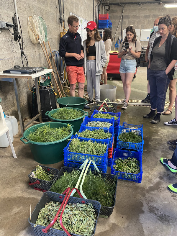 Atelier "Cuisinez les algues" - Saveurs d'octobre - 15h à 17h30